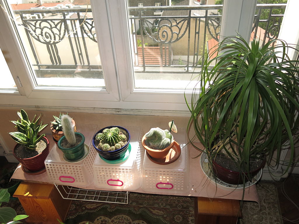 How To Take Care Of Indoor Plants For Beginners